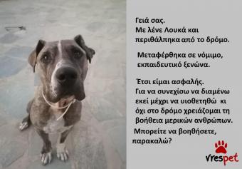 Ράτσα: Αμερικάνικο Σταφορντσάιρ τεριέ - American Staffordshire Terrier | Ηλικία: 3 ετών | Φύλο: Αρσενικό | Αρ. Microchip: 982012221212121 | Περιοχή: Αττική